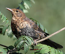 Common Blackbird