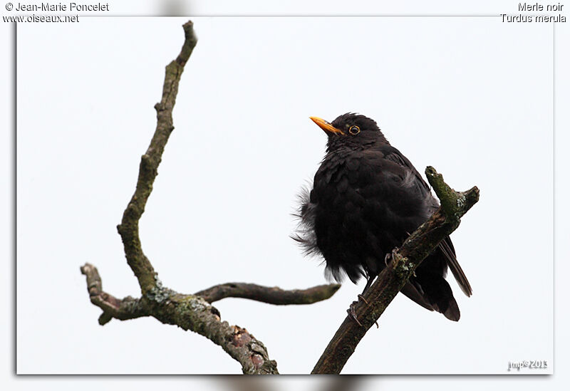 Common Blackbird