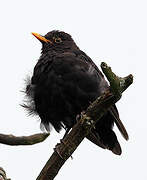 Common Blackbird