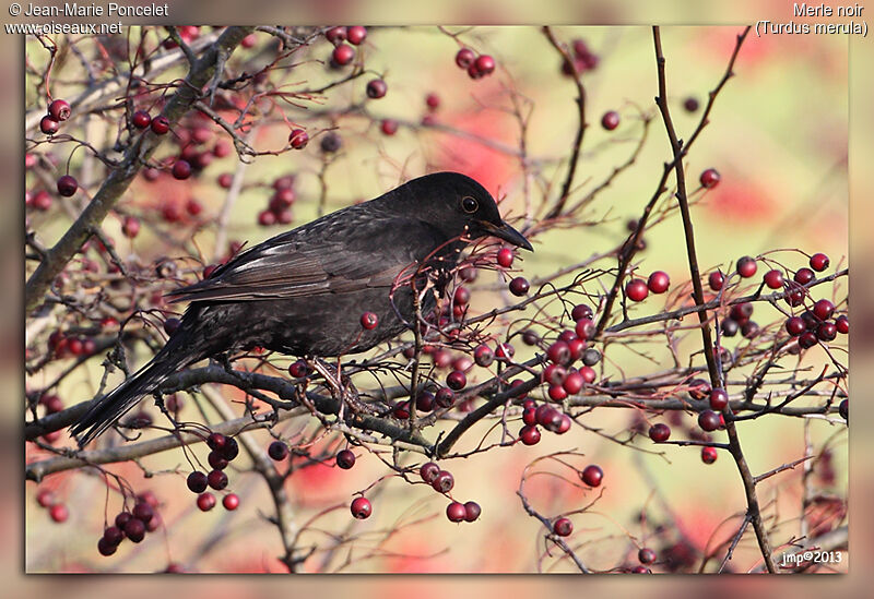 Common Blackbird