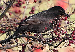 Common Blackbird