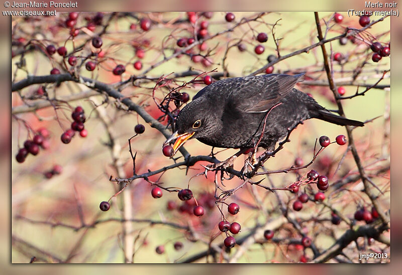 Common Blackbird