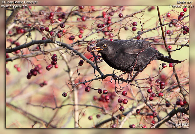 Common Blackbird