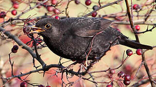 Common Blackbird