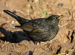 Common Blackbird