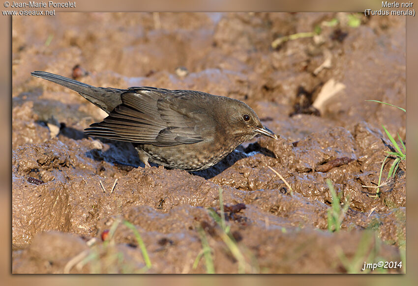 Common Blackbird