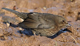 Common Blackbird
