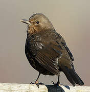 Common Blackbird