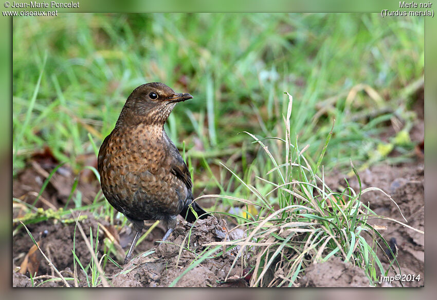 Common Blackbird