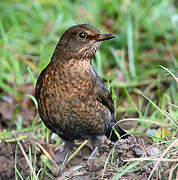 Common Blackbird