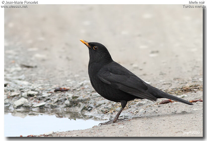 Common Blackbird