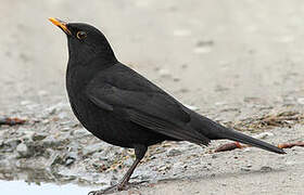 Common Blackbird