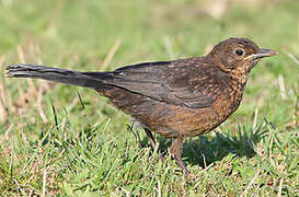 Common Blackbird