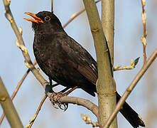 Common Blackbird