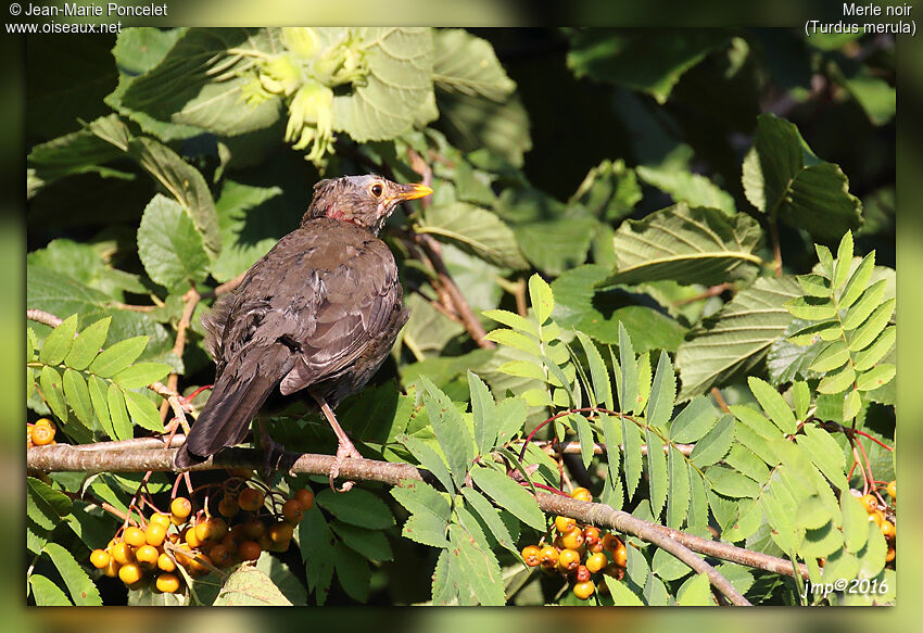 Common Blackbird female