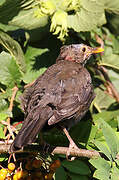 Common Blackbird