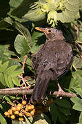 Common Blackbird