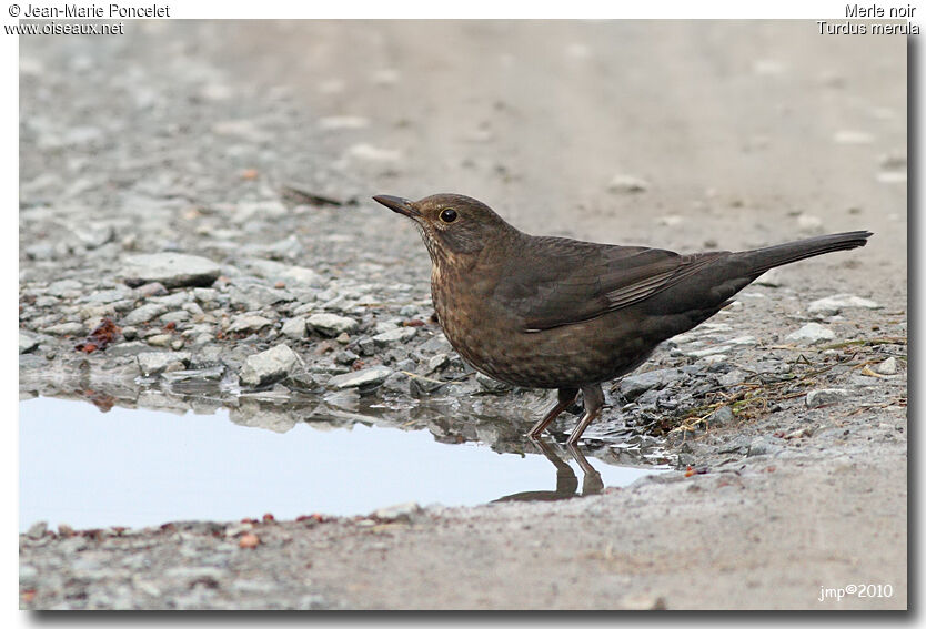 Common Blackbird