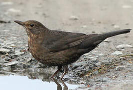 Common Blackbird