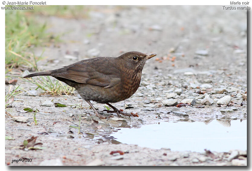 Common Blackbird