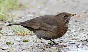 Common Blackbird