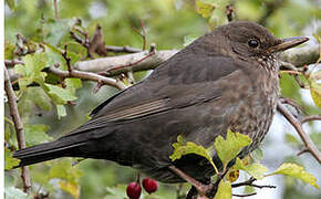 Common Blackbird