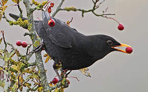 Common Blackbird