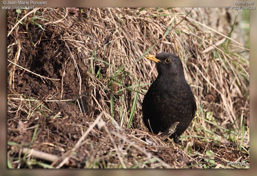 Common Blackbird