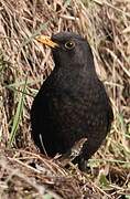 Common Blackbird