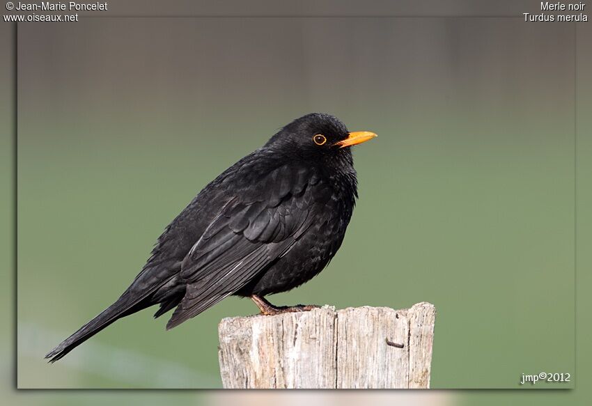 Common Blackbird