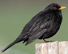 Common Blackbird