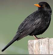 Common Blackbird