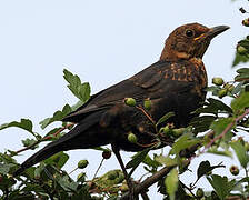 Common Blackbird