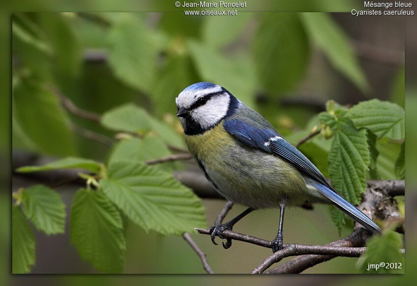 Mésange bleue