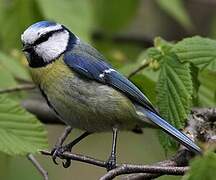 Eurasian Blue Tit