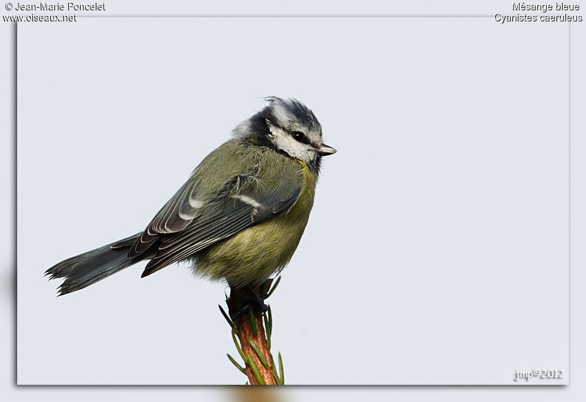 Eurasian Blue Tit