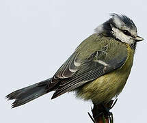 Eurasian Blue Tit