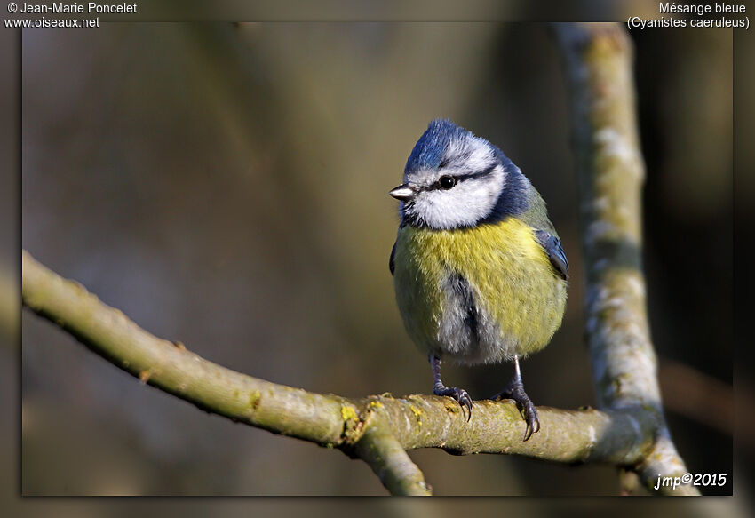 Eurasian Blue Tit