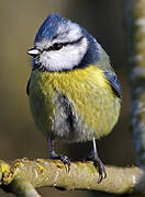 Eurasian Blue Tit