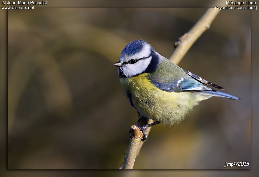 Mésange bleue