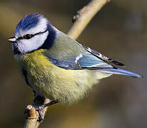 Mésange bleue