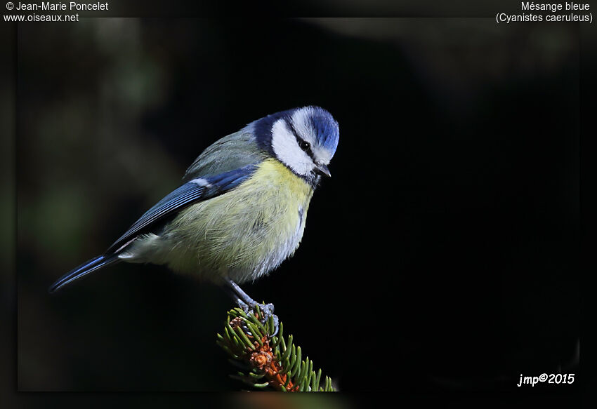 Mésange bleue