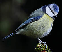 Eurasian Blue Tit