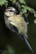 Mésange bleue