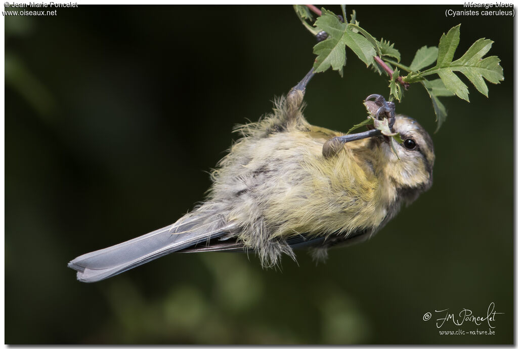 Eurasian Blue Tit