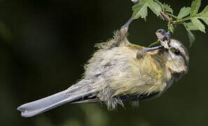 Eurasian Blue Tit