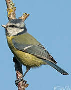 Eurasian Blue Tit