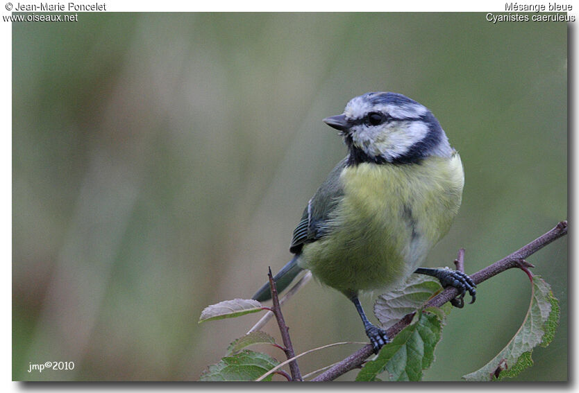 Mésange bleue