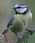 Eurasian Blue Tit