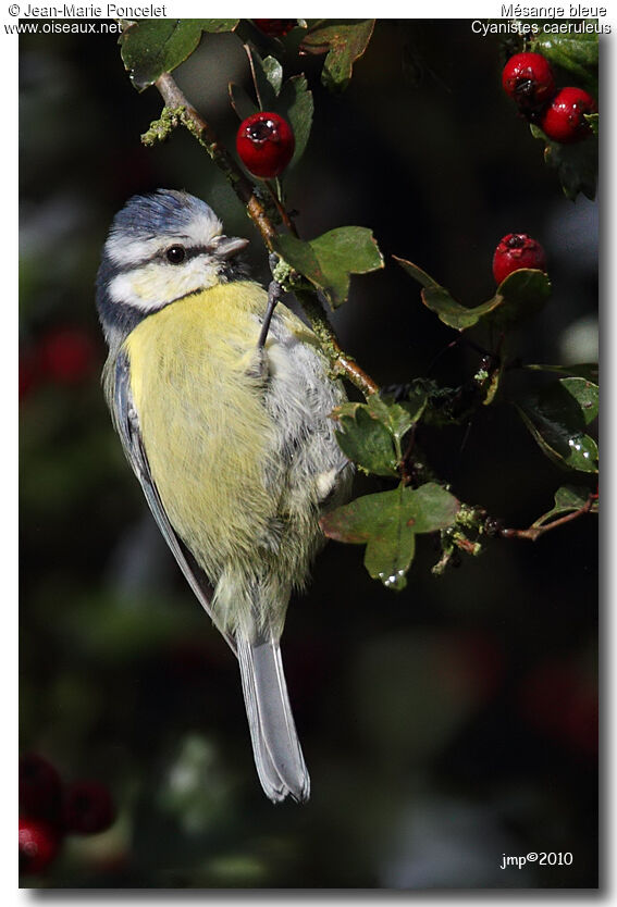 Mésange bleue